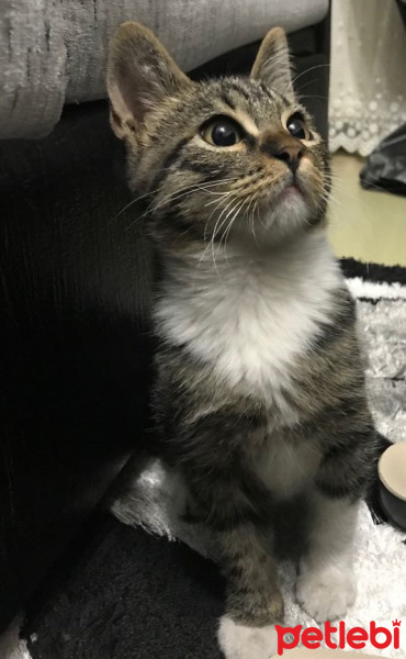 Soke, Kedi  Chibi fotoğrafı