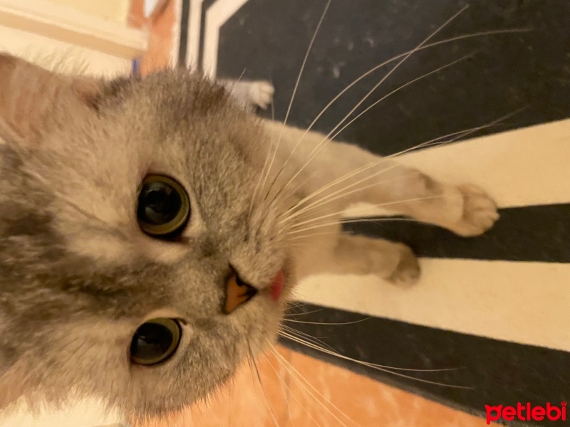 British Shorthair, Kedi  Freea fotoğrafı
