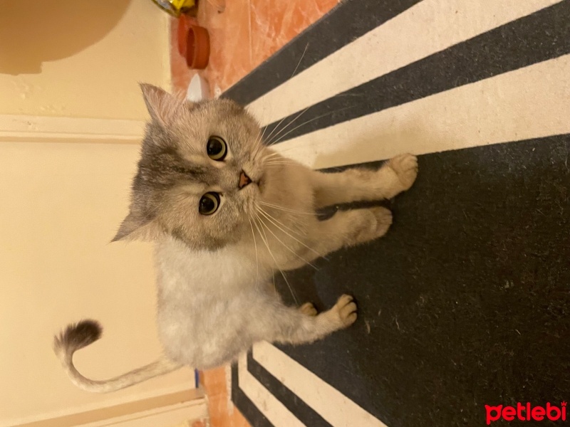 British Shorthair, Kedi  Freea fotoğrafı