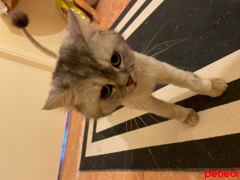 British Shorthair, Kedi  Freea fotoğrafı