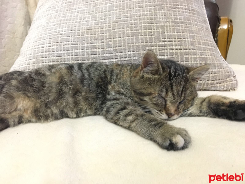 Tekir Kedi, Kedi  Minik fotoğrafı