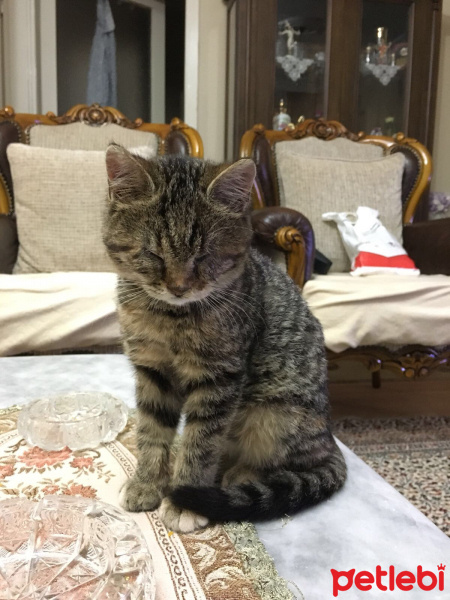 Tekir Kedi, Kedi  Minik fotoğrafı