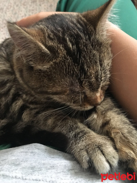 Tekir Kedi, Kedi  Minik fotoğrafı