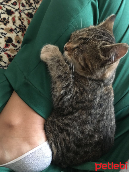 Tekir Kedi, Kedi  Minik fotoğrafı