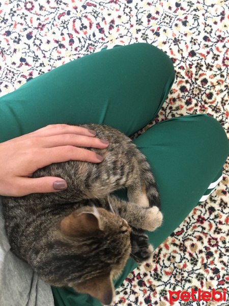 Tekir Kedi, Kedi  Minik fotoğrafı