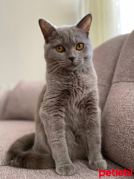 British Shorthair, Kedi  Simba fotoğrafı