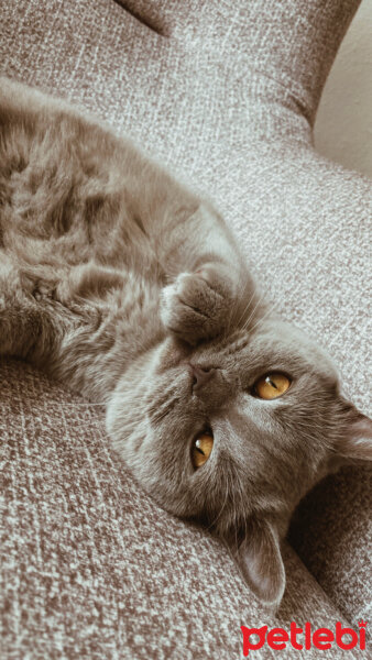 British Shorthair, Kedi  Simba fotoğrafı