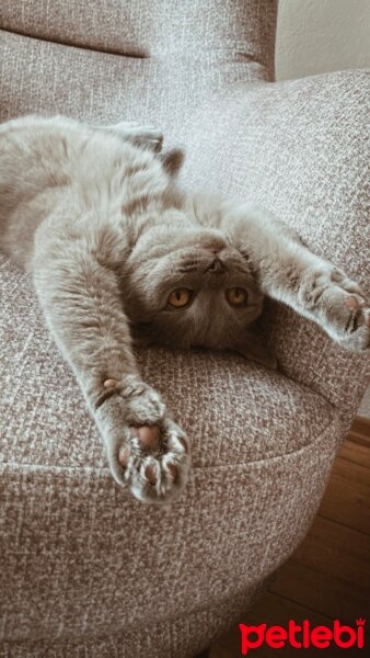 British Shorthair, Kedi  Simba fotoğrafı