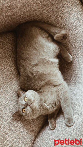 British Shorthair, Kedi  Simba fotoğrafı