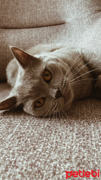 British Shorthair, Kedi  Simba fotoğrafı