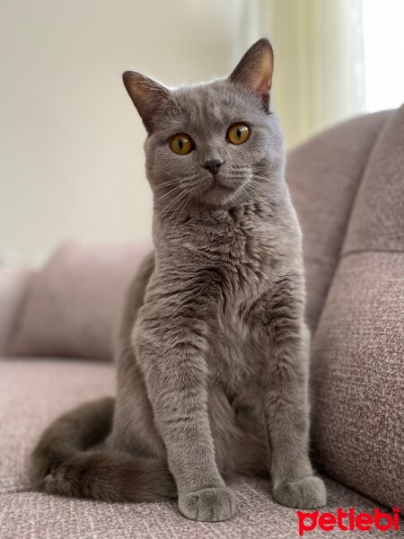 British Shorthair, Kedi  Simba fotoğrafı