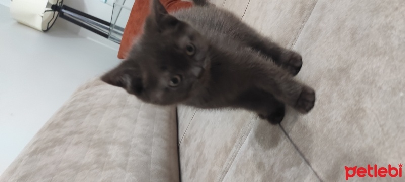 British Shorthair, Kedi  Sahibi koyacak fotoğrafı