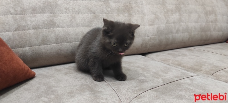 British Shorthair, Kedi  Sahibi koyacak fotoğrafı