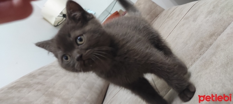 British Shorthair, Kedi  Sahibi koyacak fotoğrafı