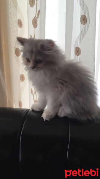 İran Kedisi (Persian), Kedi  Pamuk fotoğrafı
