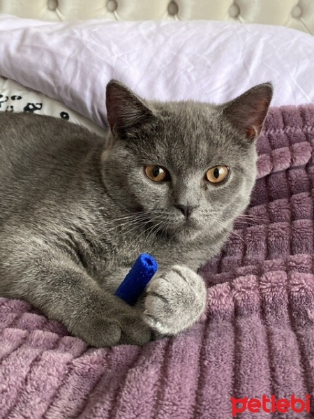 British Shorthair, Kedi  Karabücür fotoğrafı