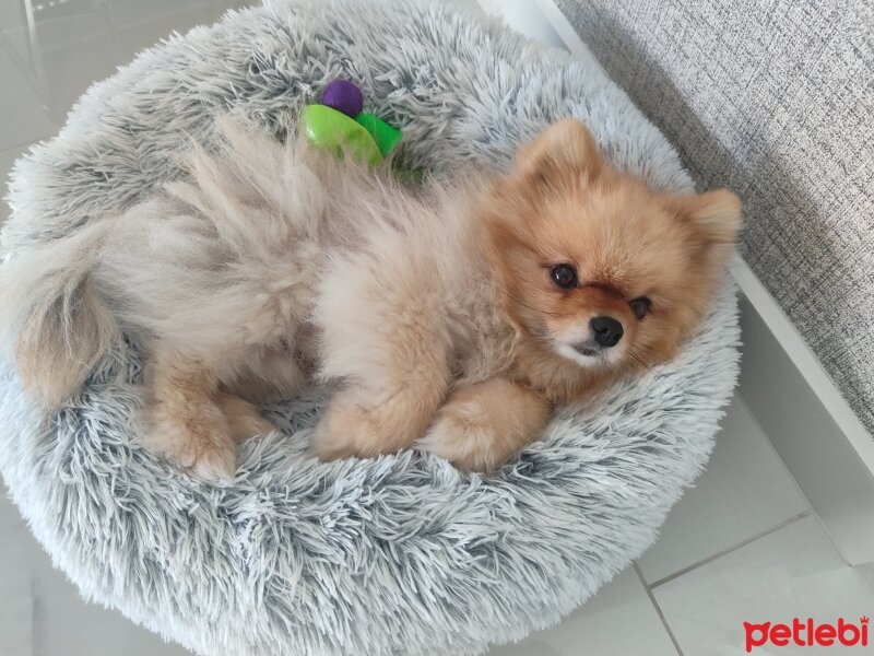 Pomeranyalı, Köpek  Puki fotoğrafı