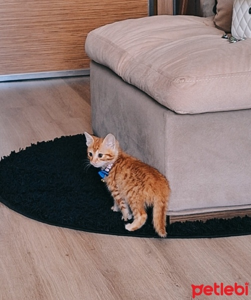 Sarman, Kedi  Paşa fotoğrafı
