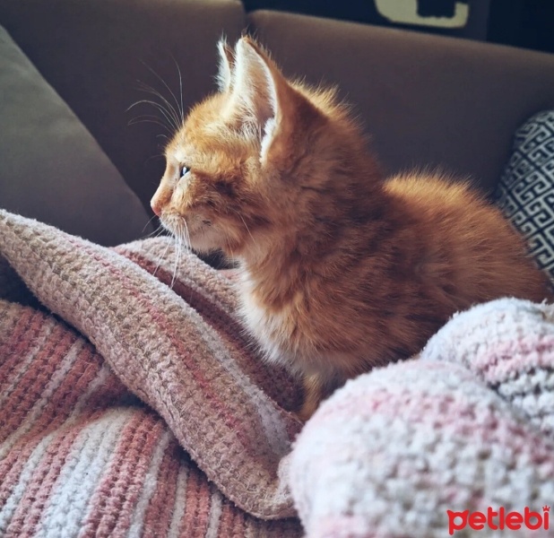 Sarman, Kedi  Paşa fotoğrafı