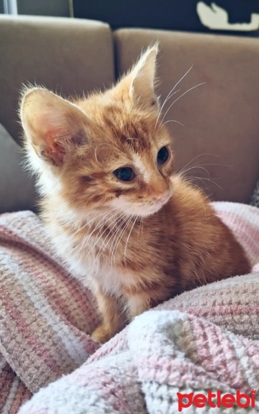 Sarman, Kedi  Paşa fotoğrafı