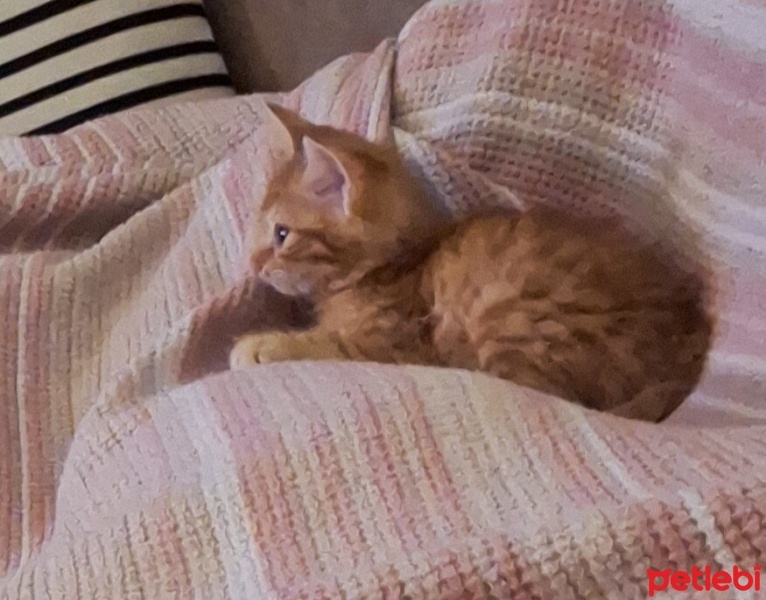 Sarman, Kedi  Paşa fotoğrafı