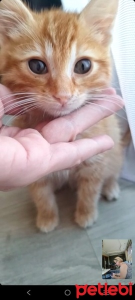 Sarman, Kedi  Paşa fotoğrafı