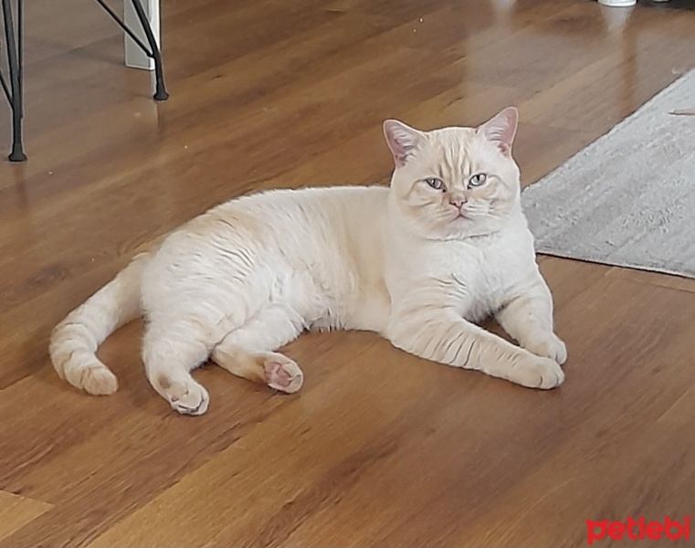 Scottish Fold, Kedi  Çarls fotoğrafı