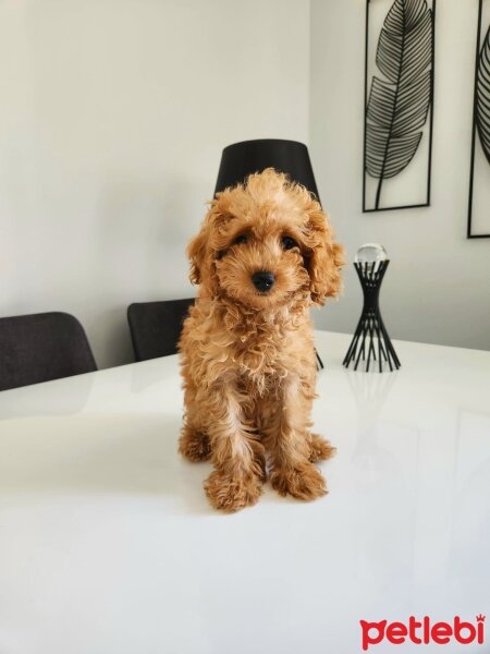 Poodle (Minyatür Kaniş), Köpek  Lucy fotoğrafı