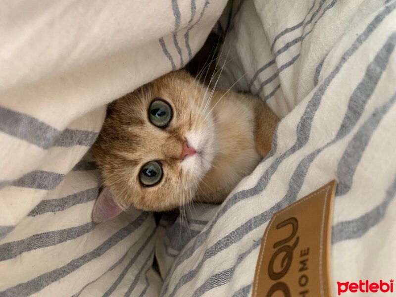 British Shorthair, Kedi  Safir fotoğrafı