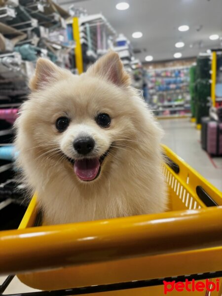 Pomeranyalı, Köpek  leo fotoğrafı