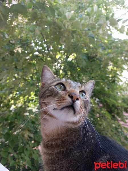 Tekir Kedi, Kedi  Haru fotoğrafı