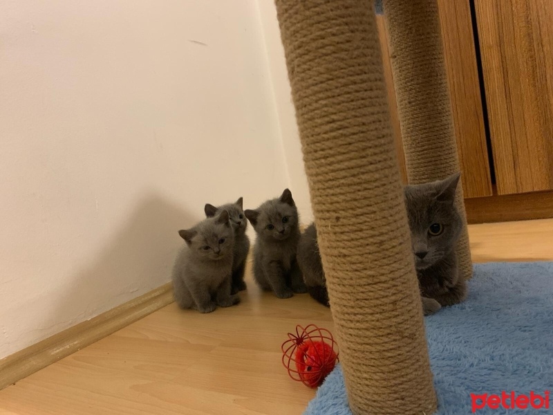 British Shorthair, Kedi  Şanslı,Sütlaç, Chivas fotoğrafı