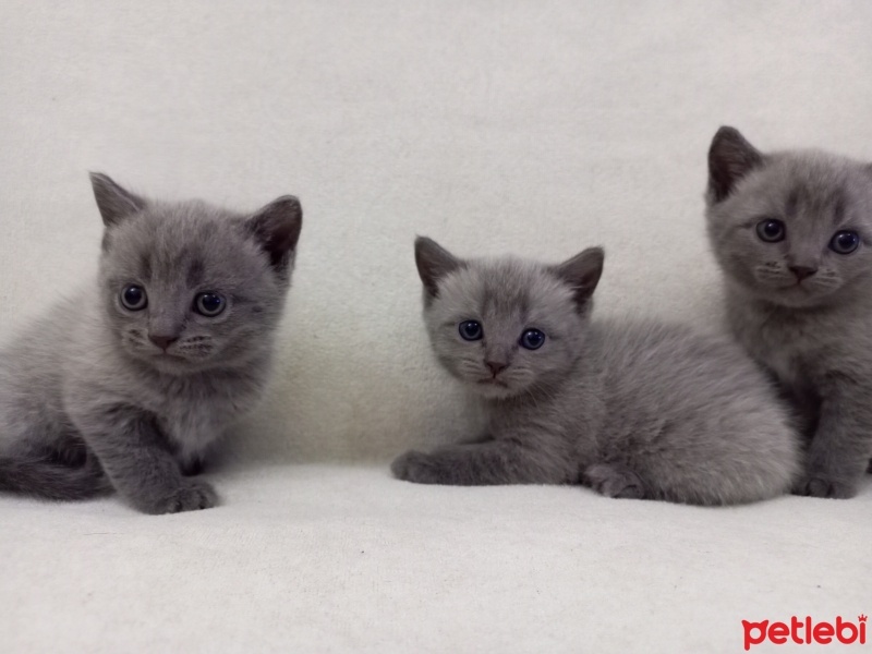 British Shorthair, Kedi  Şanslı,Sütlaç, Chivas fotoğrafı