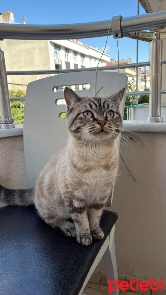 Scottish Fold, Kedi  Pars fotoğrafı