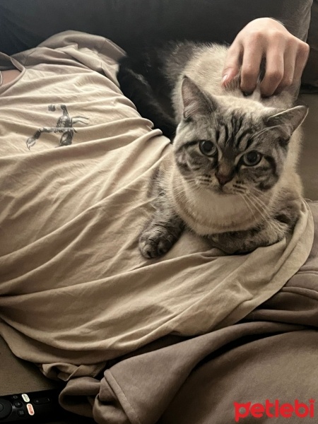 Scottish Fold, Kedi  Pars fotoğrafı
