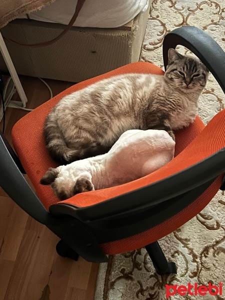 Scottish Fold, Kedi  Pars fotoğrafı