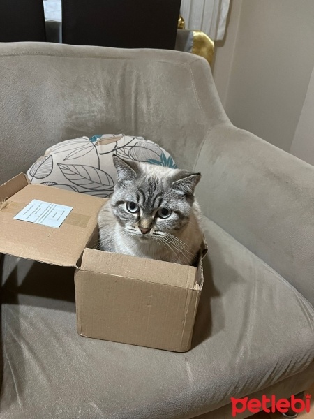 Scottish Fold, Kedi  Pars fotoğrafı
