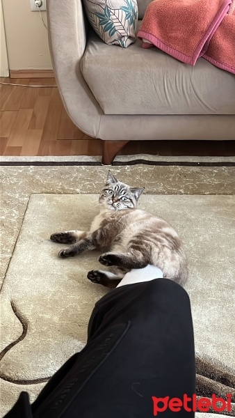 Scottish Fold, Kedi  Pars fotoğrafı