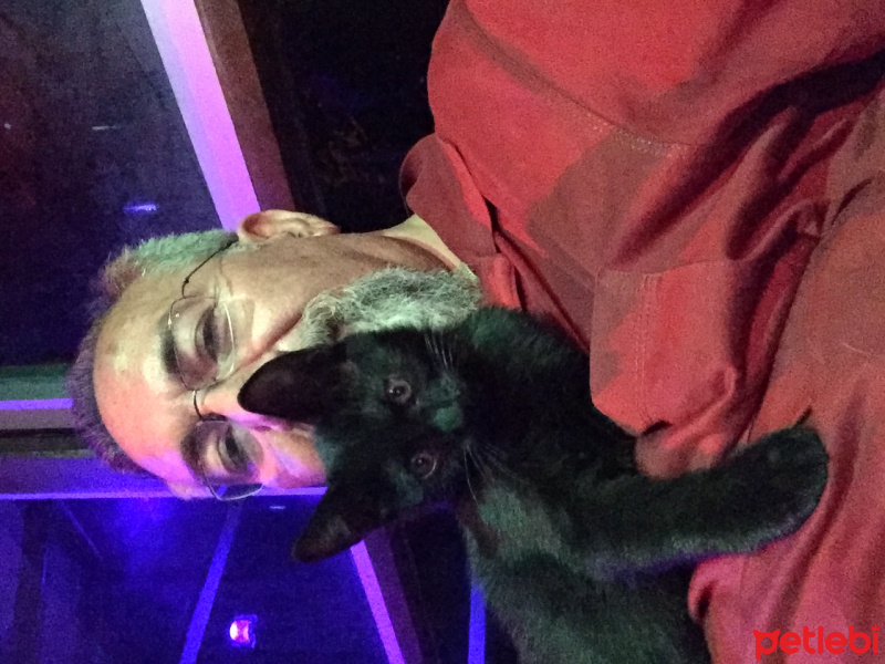 Tekir Kedi, Kedi  Bahtiyar fotoğrafı