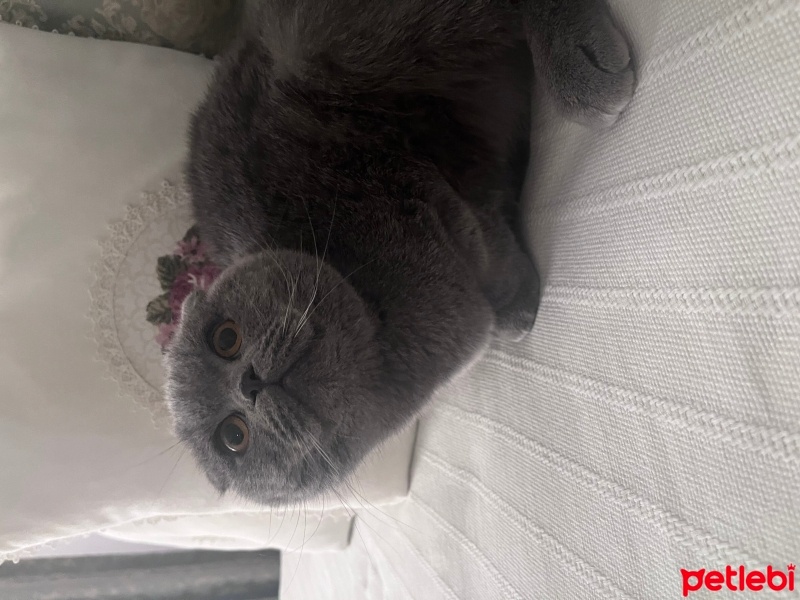 Scottish Fold, Kedi  müezza fotoğrafı