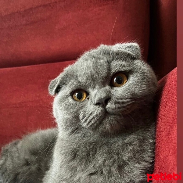 Scottish Fold, Kedi  müezza fotoğrafı