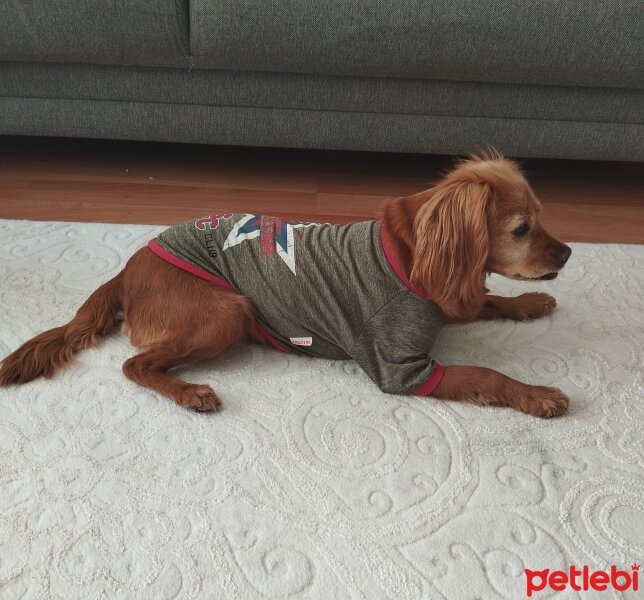 Amerikan Cocker Spaniel, Köpek  Lina fotoğrafı