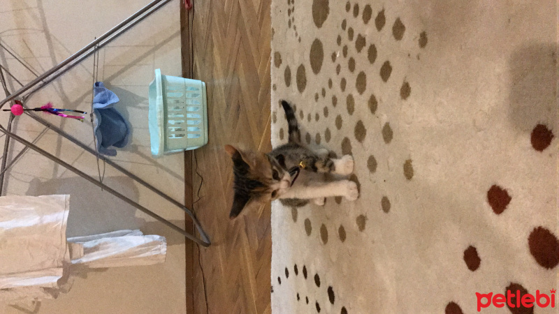 Tekir Kedi, Kedi  Pamuk fotoğrafı