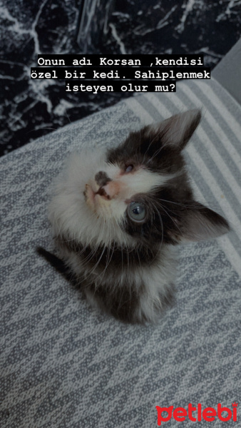 Tekir Kedi, Kedi  Korsan fotoğrafı