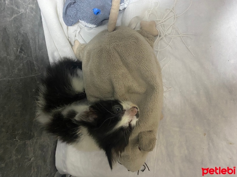 Tekir Kedi, Kedi  Korsan fotoğrafı