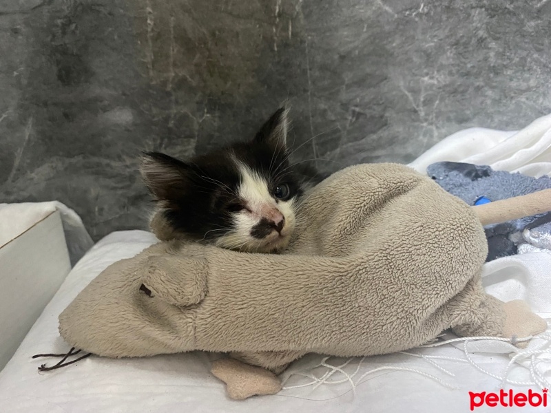 Tekir Kedi, Kedi  Korsan fotoğrafı