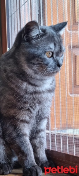 Scottish Fold, Kedi  Bulut fotoğrafı