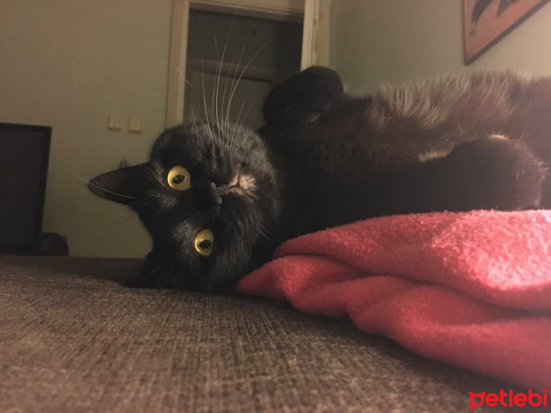 İran Kedisi (Persian), Kedi  Mocha fotoğrafı