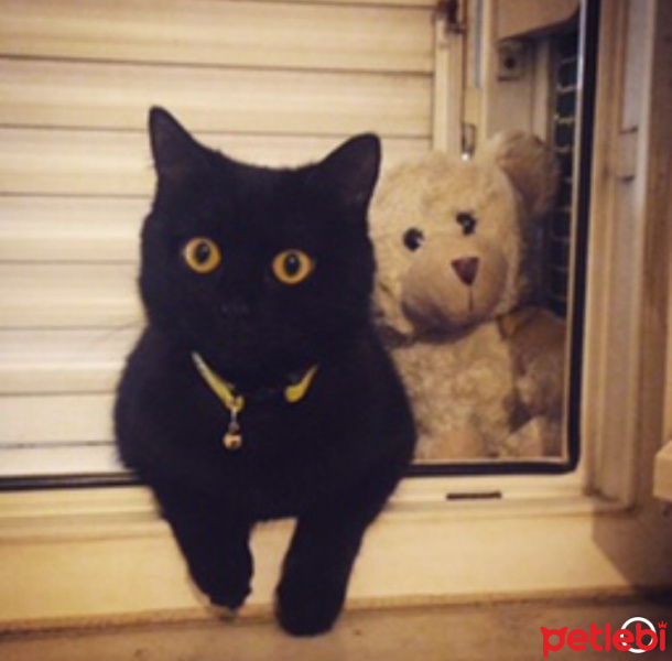 İran Kedisi (Persian), Kedi  Mocha fotoğrafı