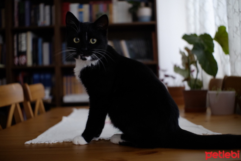 Tuxedo (Smokin) Kedi, Kedi  Potuk fotoğrafı